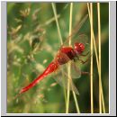 Crocothemis erythraea - Feuerlibelle 02.jpg